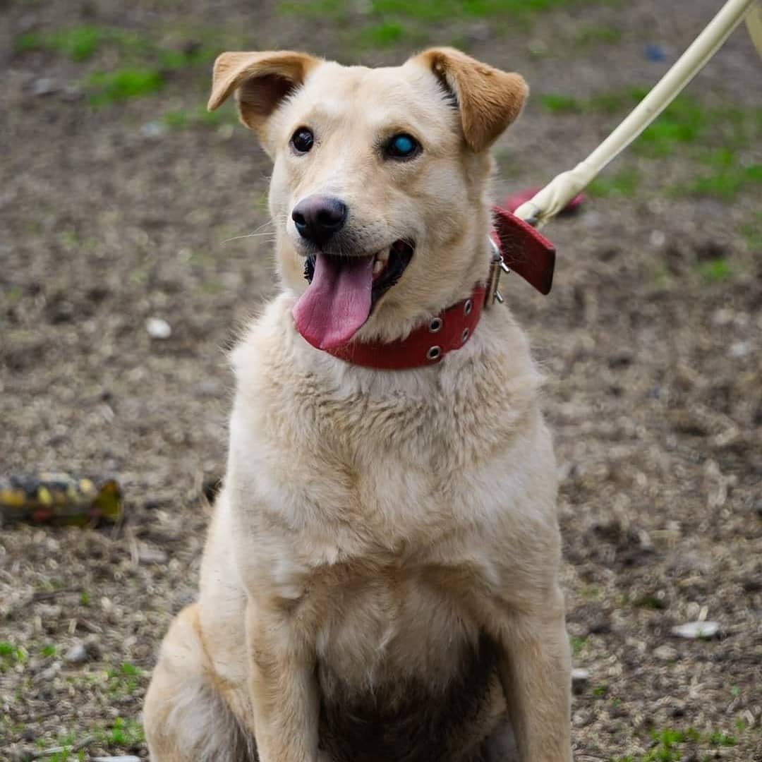 Животные ищут дом: где в Днепре найти себе кота или собаку 5