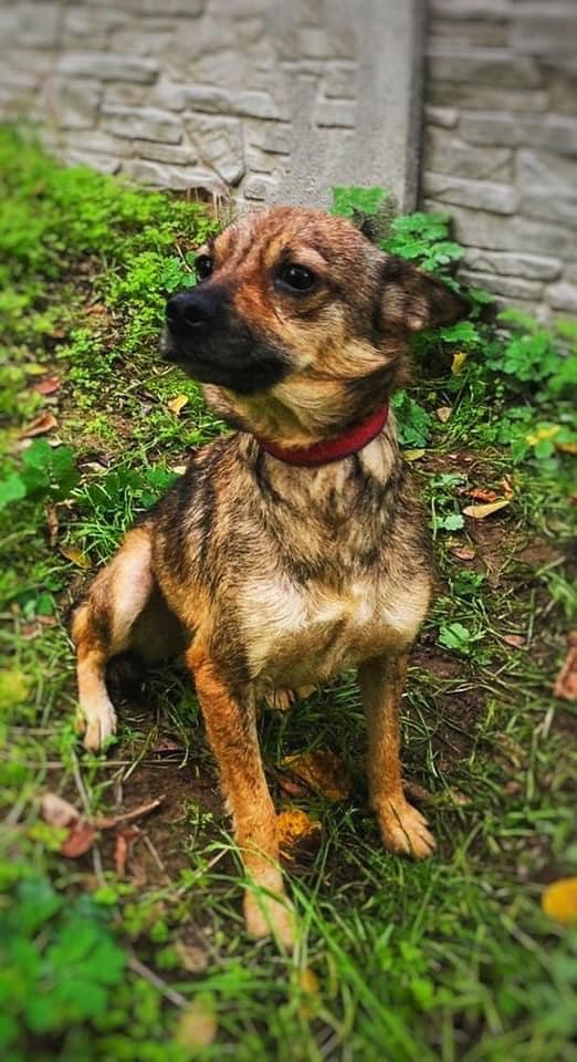 Животные ищут дом: где в Днепре найти себе кота или собаку 6