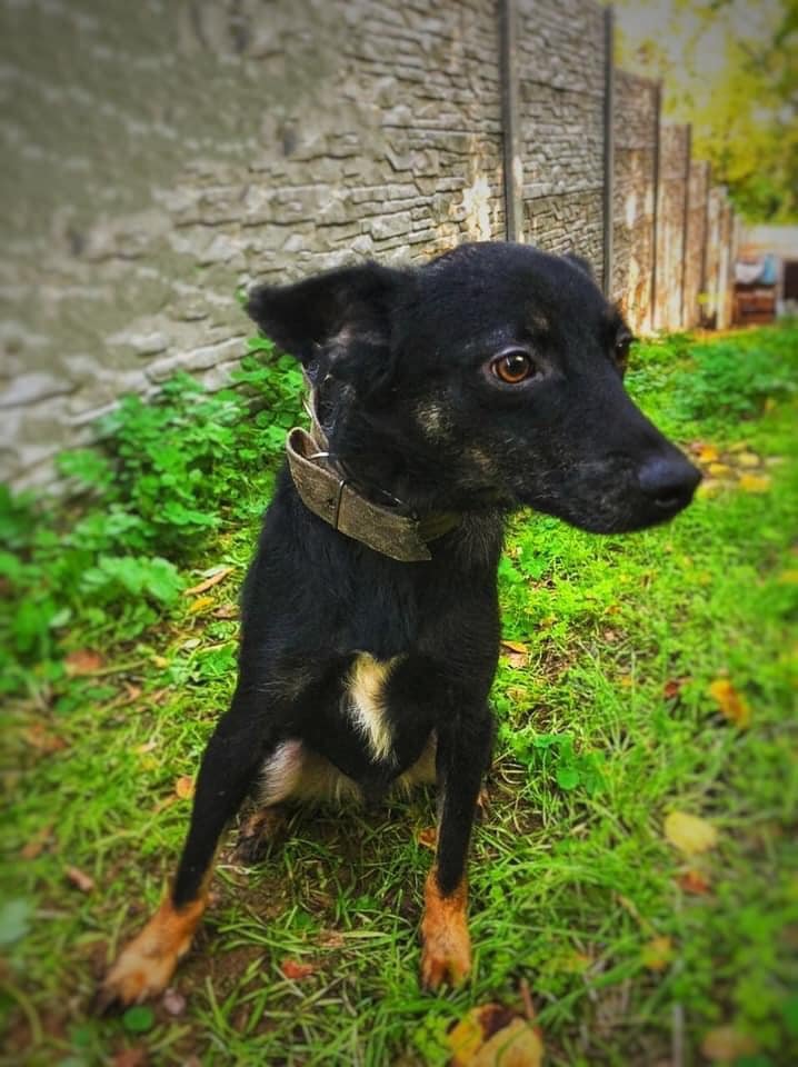 Животные ищут дом: где в Днепре найти себе кота или собаку 7