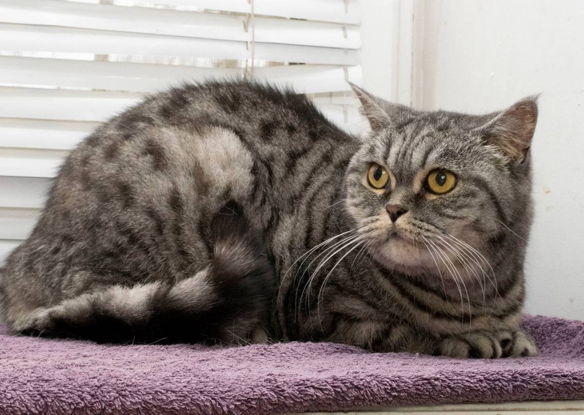 Животные ищут дом: где в Днепре найти себе кота или собаку 8