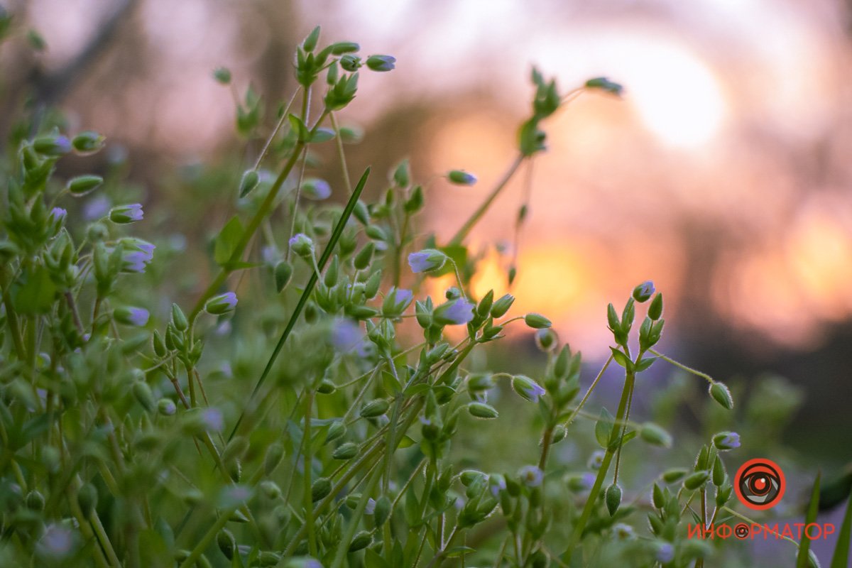 Маленькие бутончики тянутся вверх, чтобы поймать первые солнечные лучи