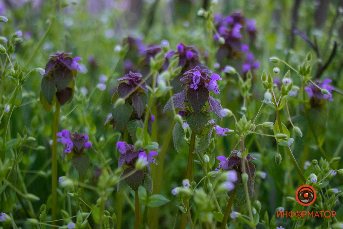 Цветы уже ждут теплые деньки