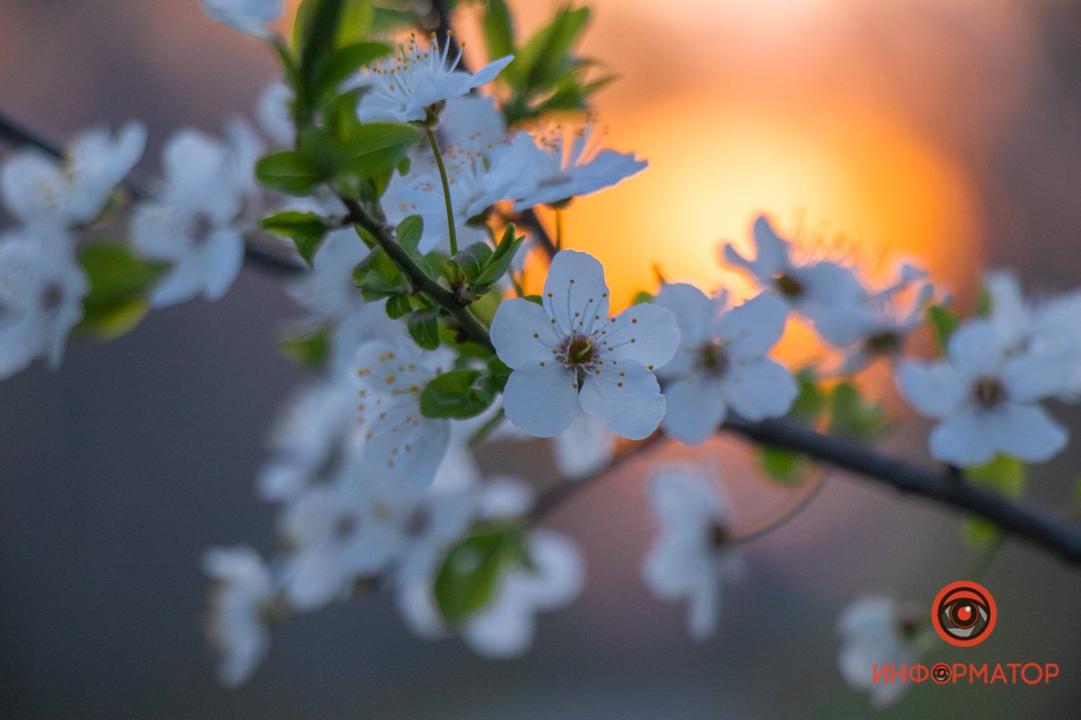 Цветущая вишня заигрывает с утром