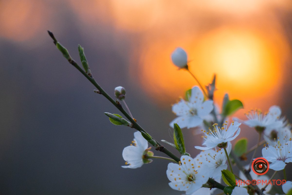 Цветущая вишня