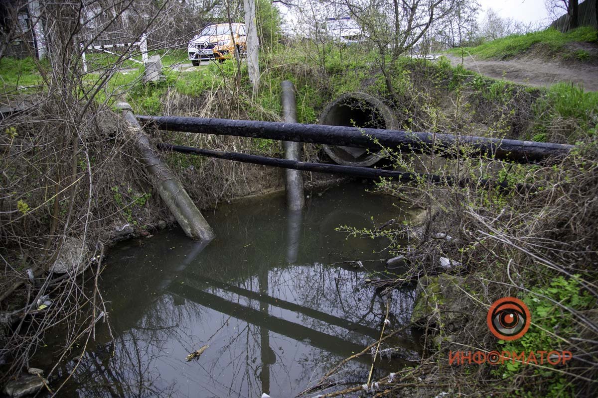 И мертвые черепахи