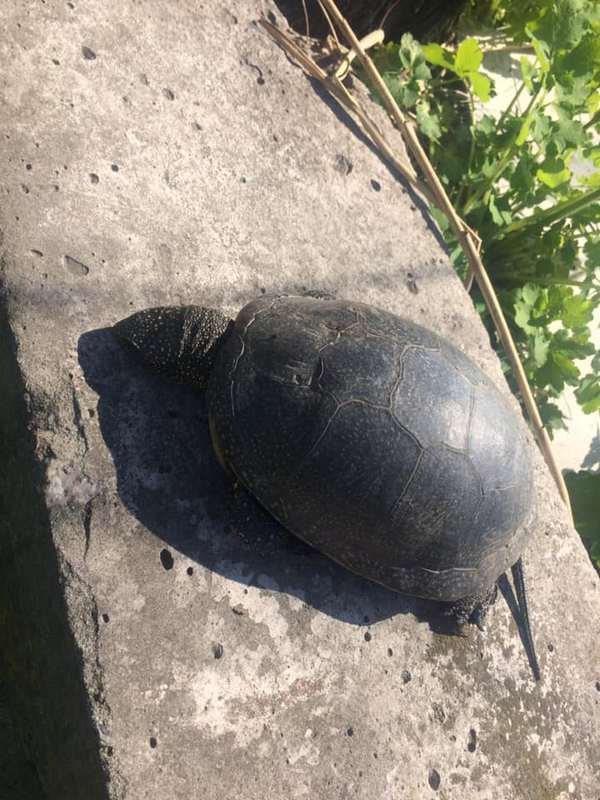 Жаль Тортиллу