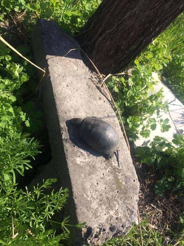 Обитатели водоема стали жертвами легкомыслия и равнодушия