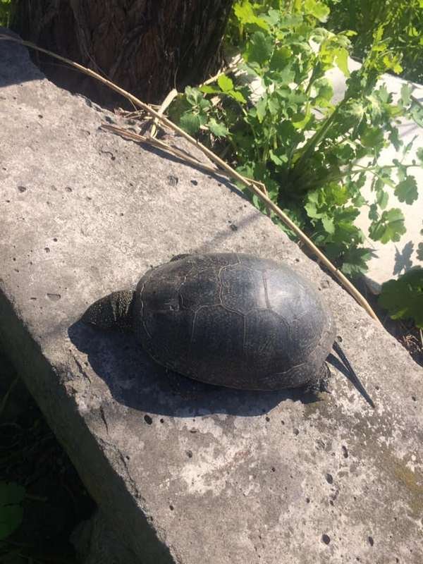 Местные пишут, что это последствия выбросов в озеро