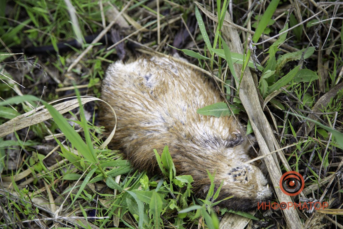 Сегодня нашли только мертвую выдру