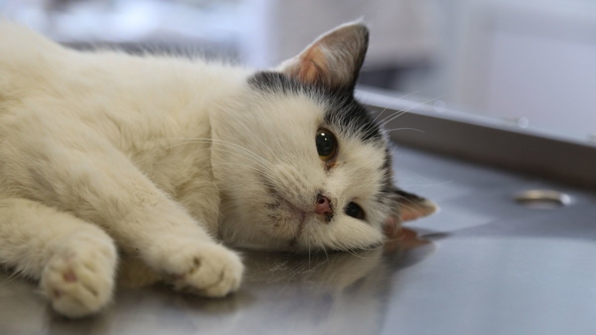 В Днепре на Липовой кошку выбросили из окна: дело передали в суд