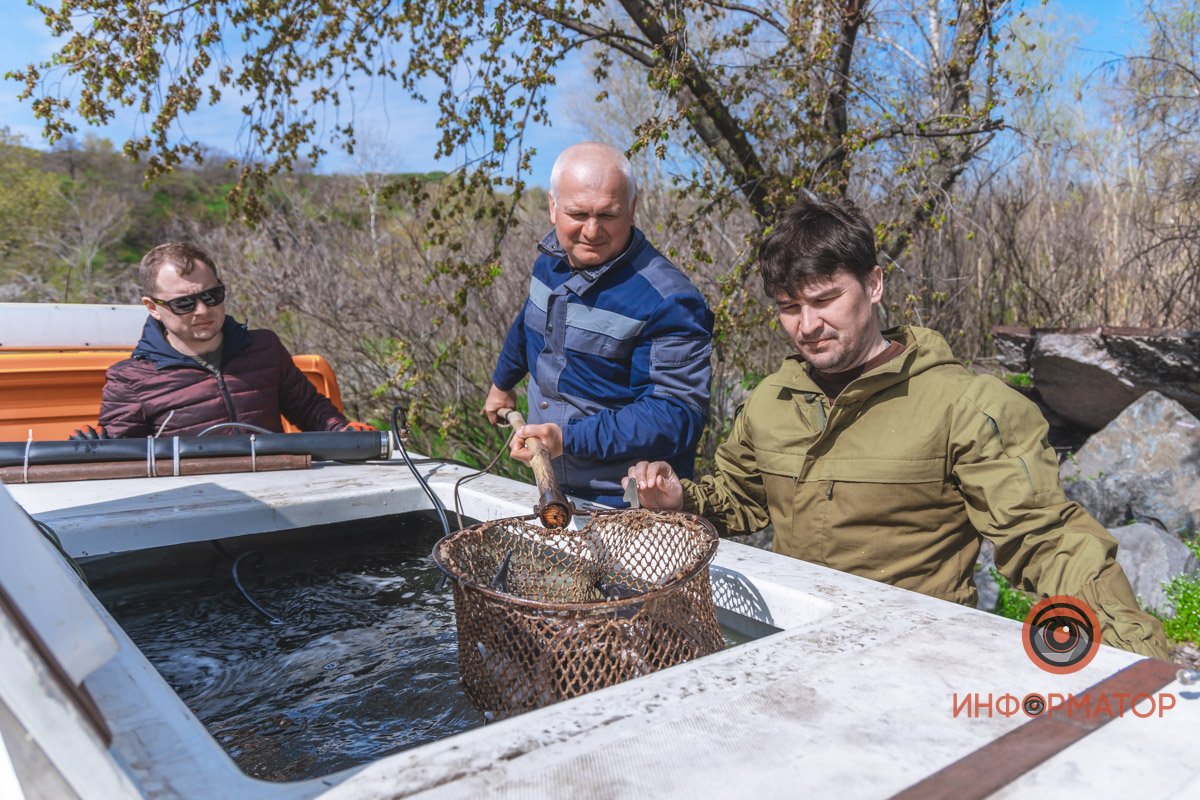 В Днепр выпустили 200 килограмм осетра в рамках криптоэксперимента 9