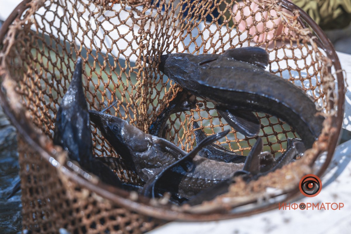 В Днепр выпустили 200 килограмм осетра в рамках криптоэксперимента 10