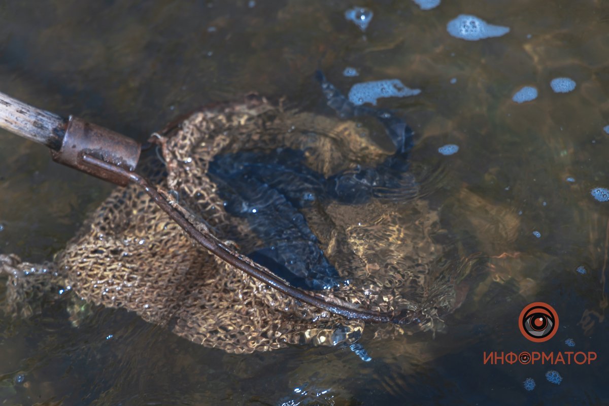 В Днепр выпустили 200 килограмм осетра в рамках криптоэксперимента 15