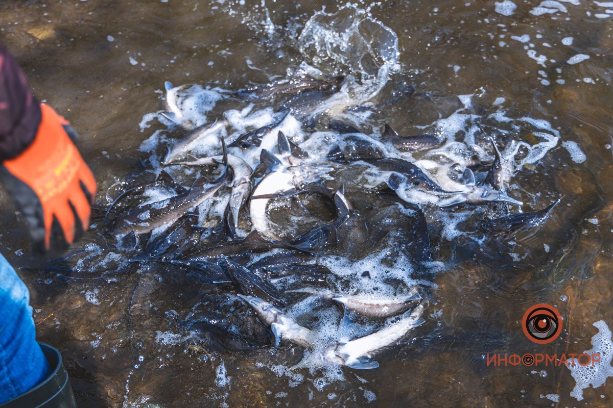 В Днепр выпустили 200 килограмм осетра в рамках криптоэксперимента 16