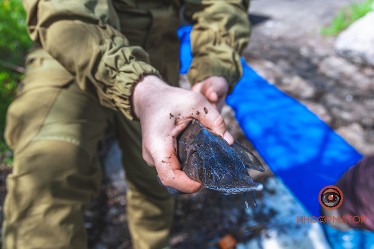В Днепр выпустили 200 килограмм осетра в рамках криптоэксперимента 17