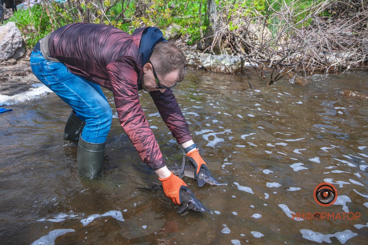 В Днепр выпустили 200 килограмм осетра в рамках криптоэксперимента 18