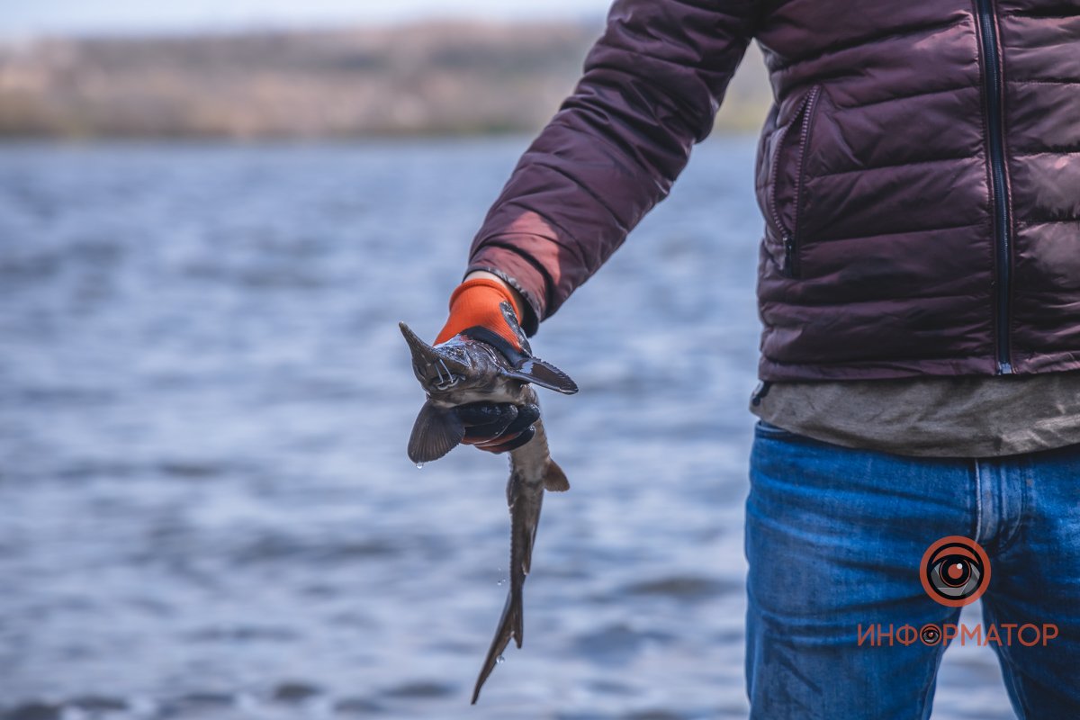 В Днепр выпустили 200 килограмм осетра в рамках криптоэксперимента 21