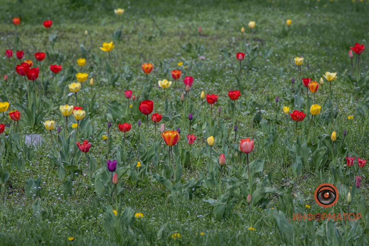 Разноцветное поле