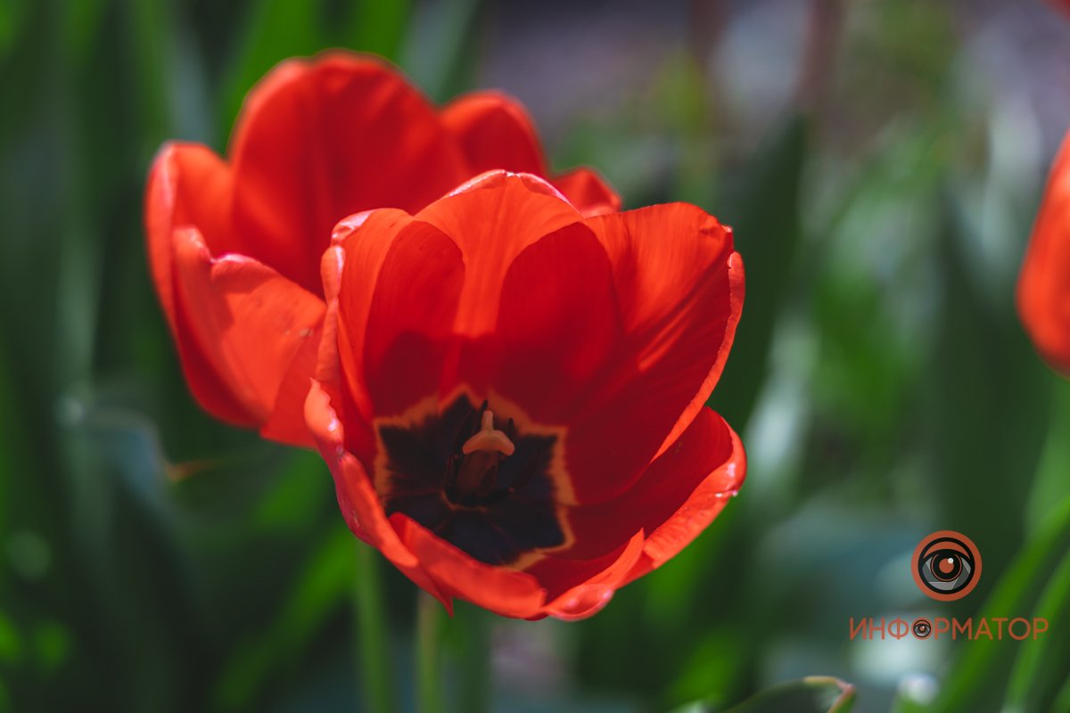 Ждет пчелок