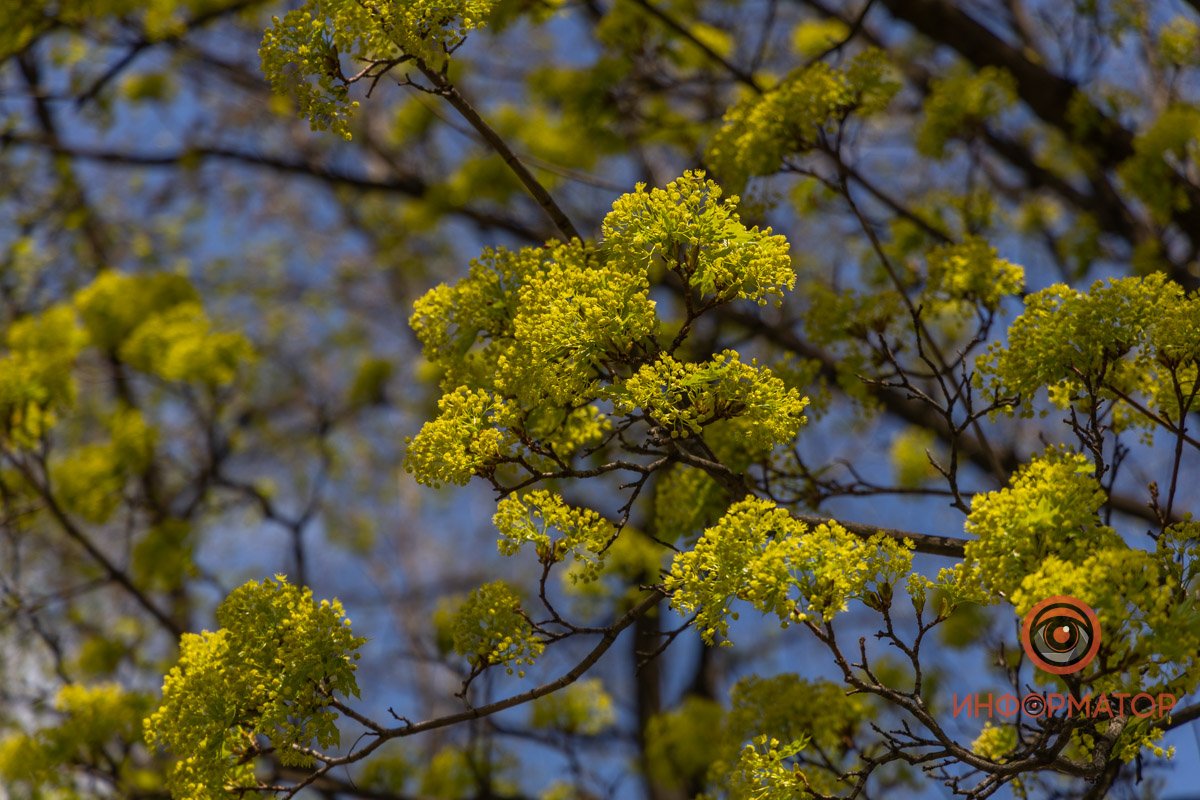 Весенний привет