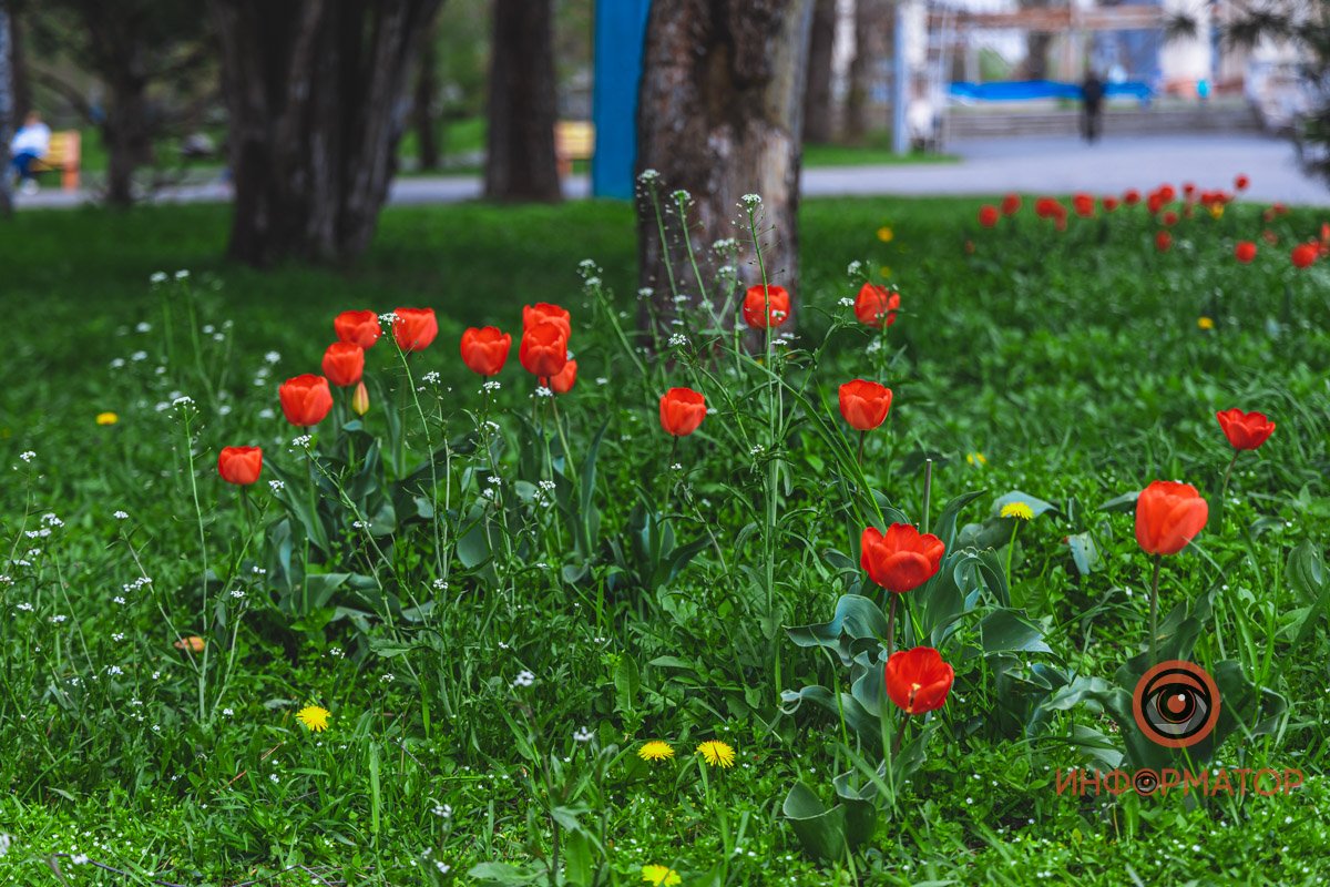 Город цветет и пахнет