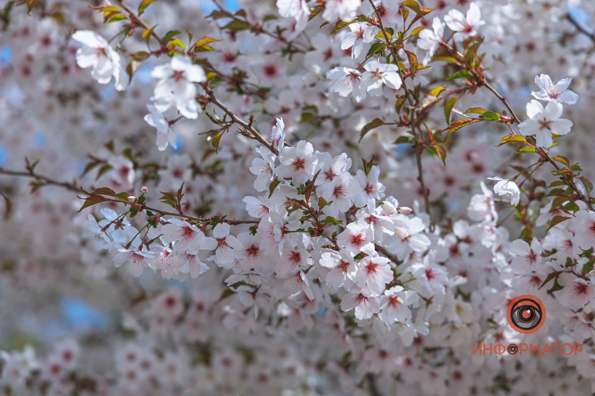 Весенняя нежность