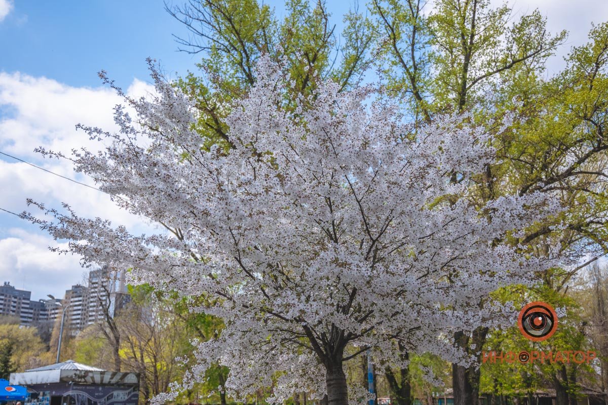 Вспышки цвета
