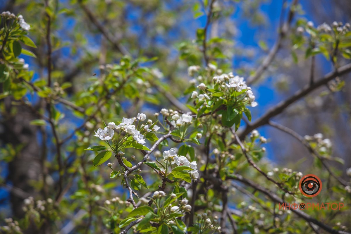 Обновление природы