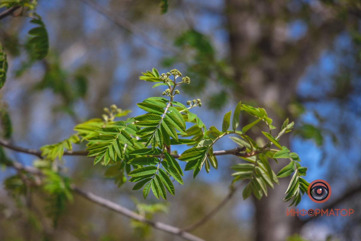 Первые листочки
