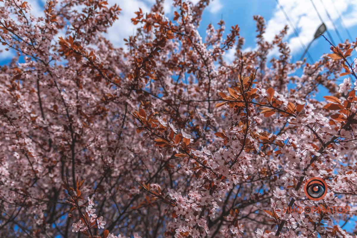 Деревья тоже радуются теплу