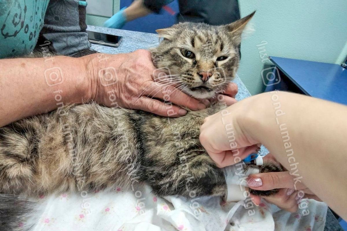 Бедный Мурзик попал под машину Бедный Мурзик попал под машину