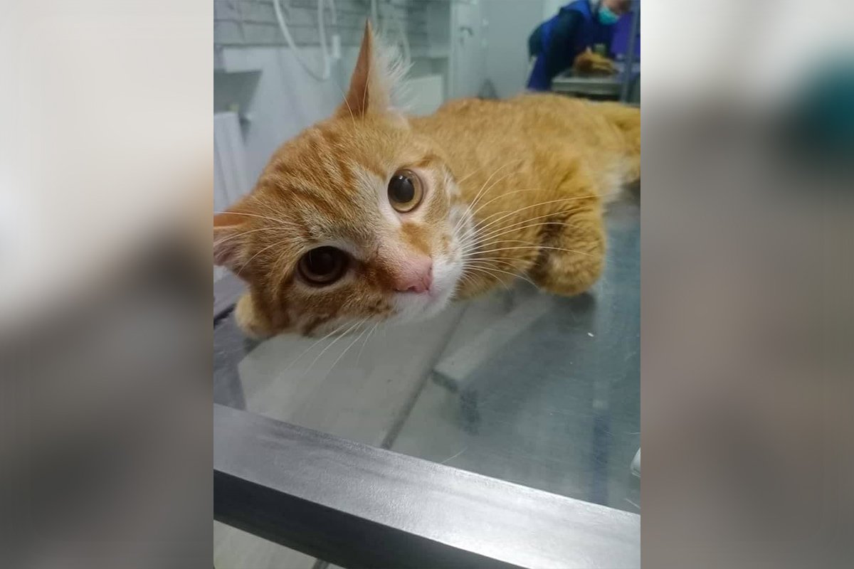 Сахарный диабет, переломы и последствия аварии: каким животным Днепра нужна помощь 2