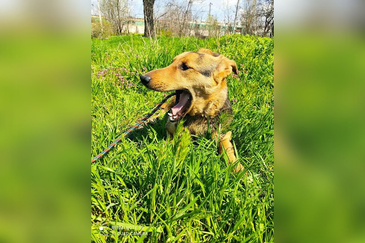 Борьба за Джека продолжается. Могут быть осложнения Борьба за Джека продолжается. Могут быть осложнения