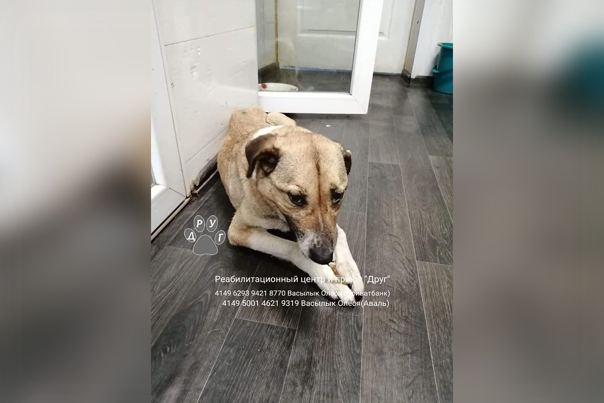 Маше нужен инсулин, у нее сахарный диабет Маше нужен инсулин, у нее сахарный диабет