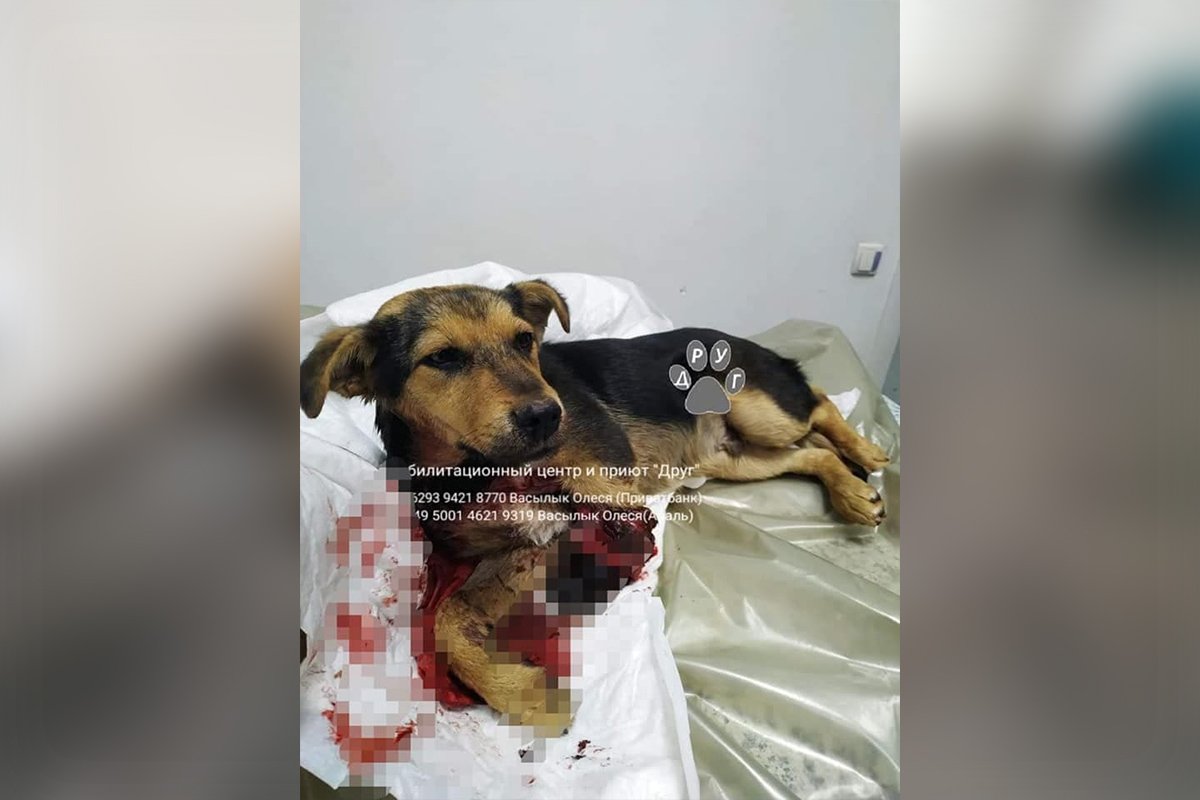 Не бросайте Барни в беде Не бросайте Барни в беде