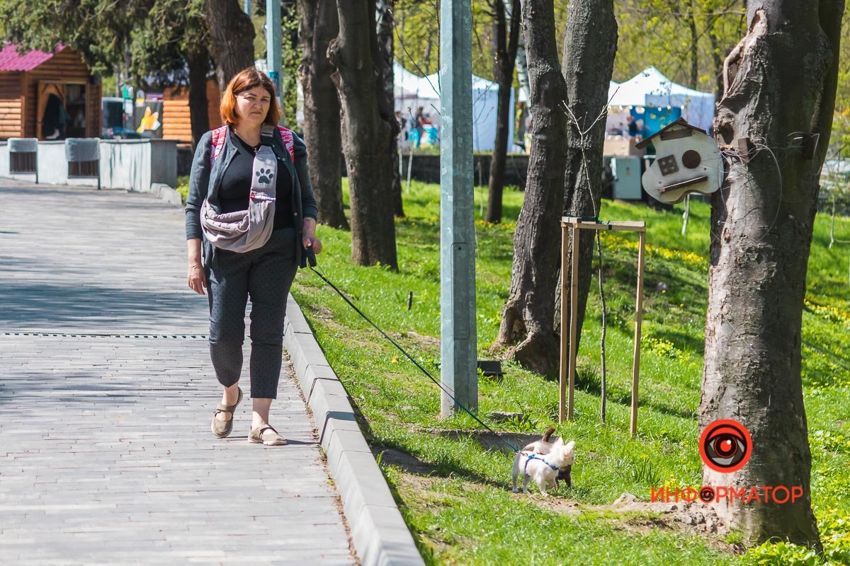 Собакены на прогулке Собакены на прогулке