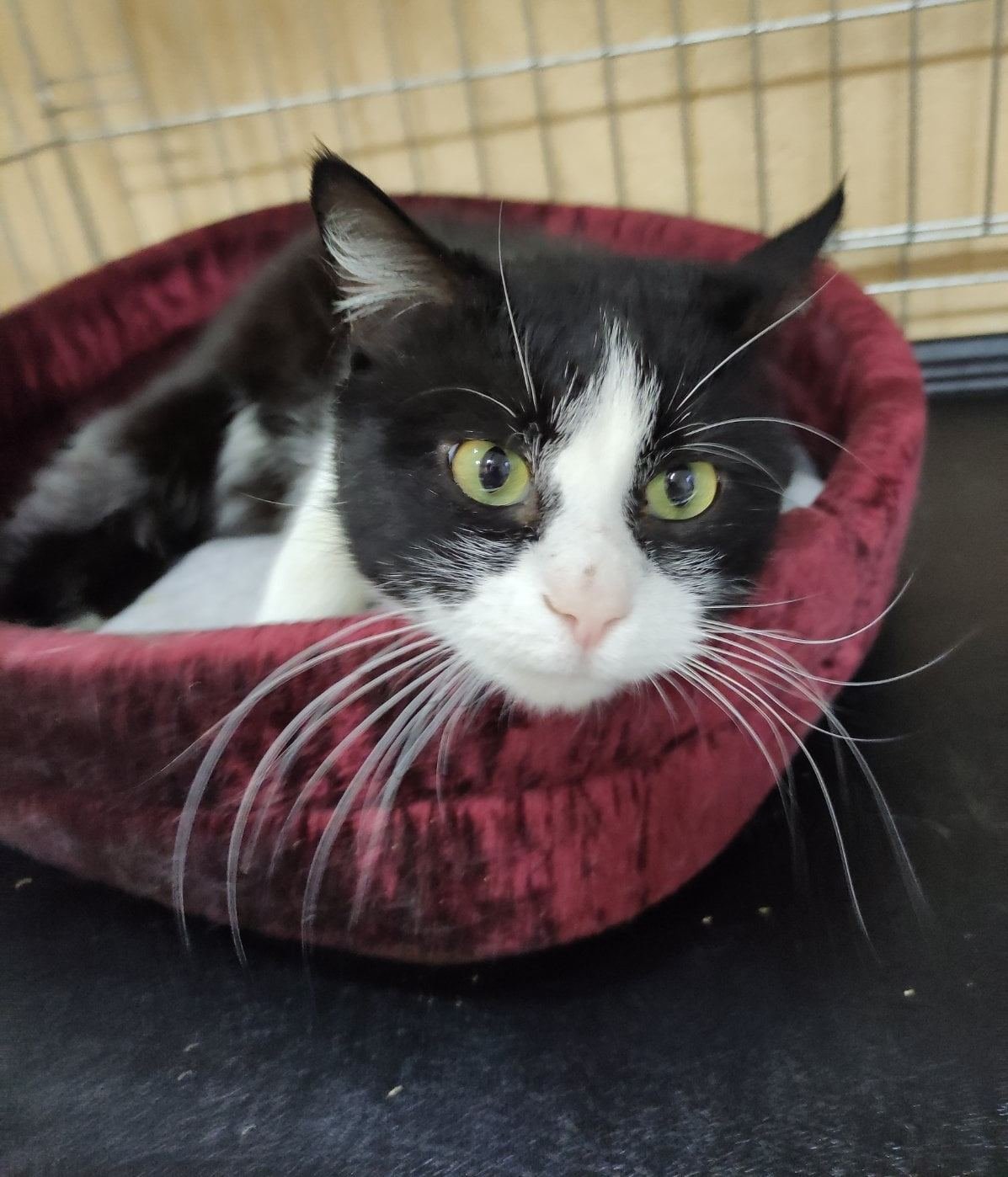 Животные ищут дом: где в Днепре найти себе кота или собаку 1