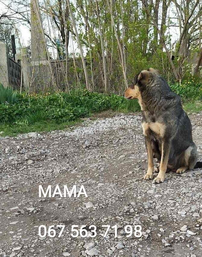 Животные ищут дом: где в Днепре найти себе кота или собаку 2