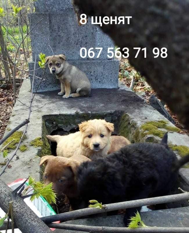 Животные ищут дом: где в Днепре найти себе кота или собаку 3