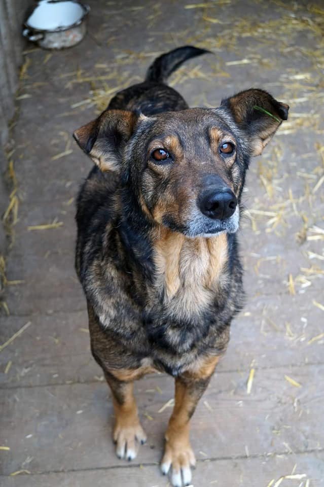 Животные ищут дом: где в Днепре найти себе кота или собаку 4