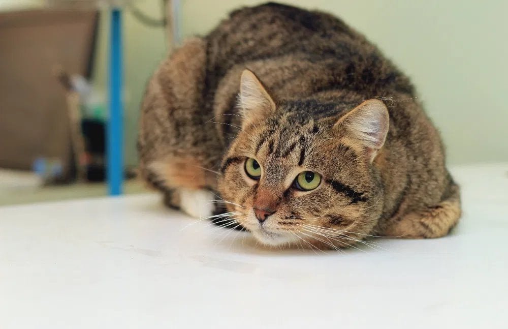 Животные ищут дом: где в Днепре найти себе кота или собаку 5