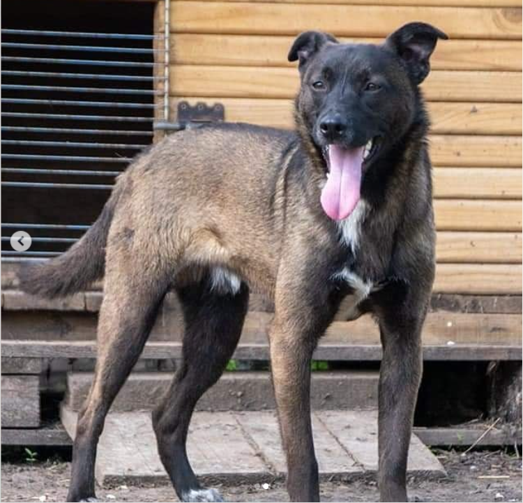 Животные ищут дом: где в Днепре найти себе кота или собаку 6