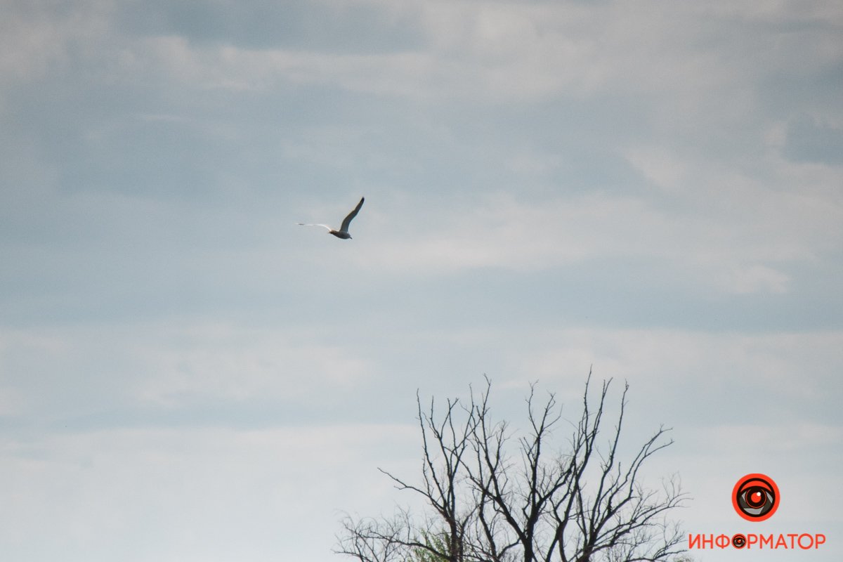 Днепровская чайка Днепровская чайка