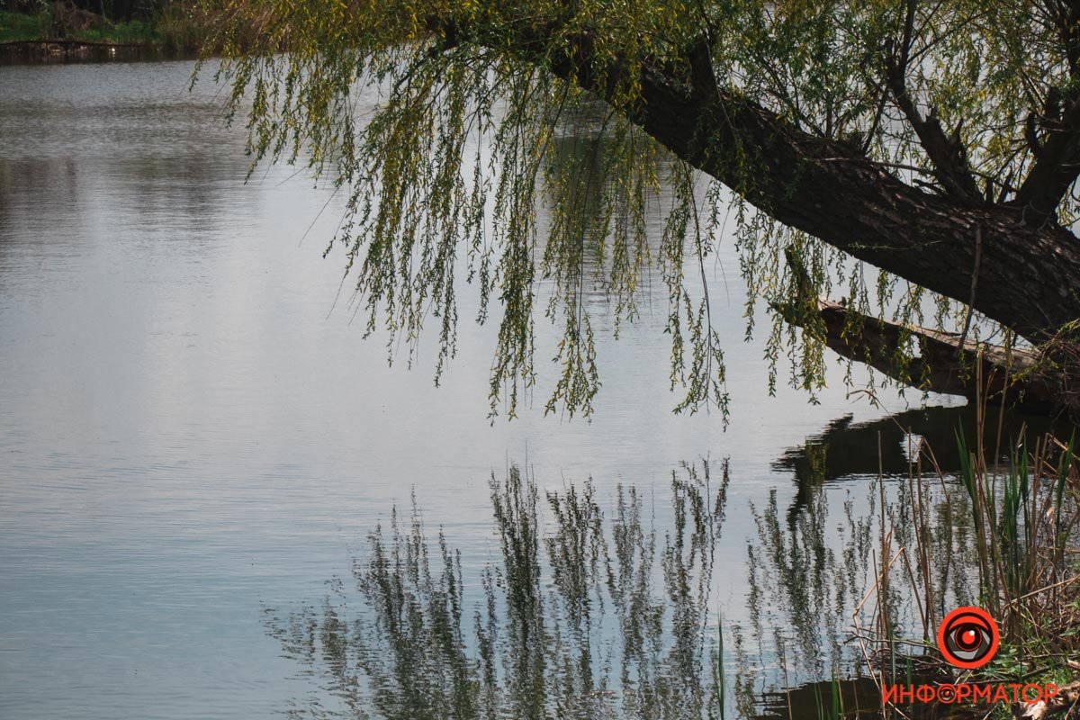 Дерево и там и тут Дерево и там и тут