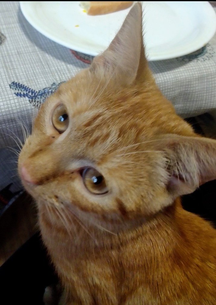 В Днепре пропали животные: помогите найти