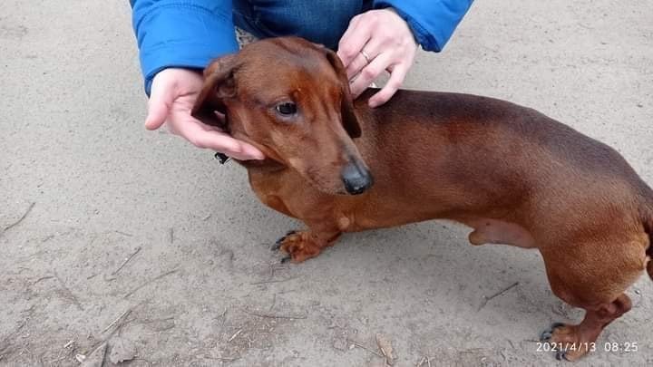 В Днепре пропали животные: помогите найти