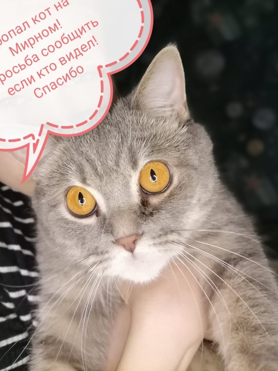 В Днепре пропали животные: помогите найти