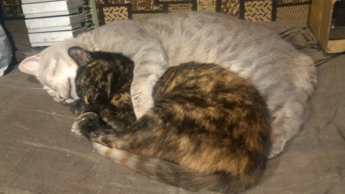 В Днепре пропали животные: помогите найти