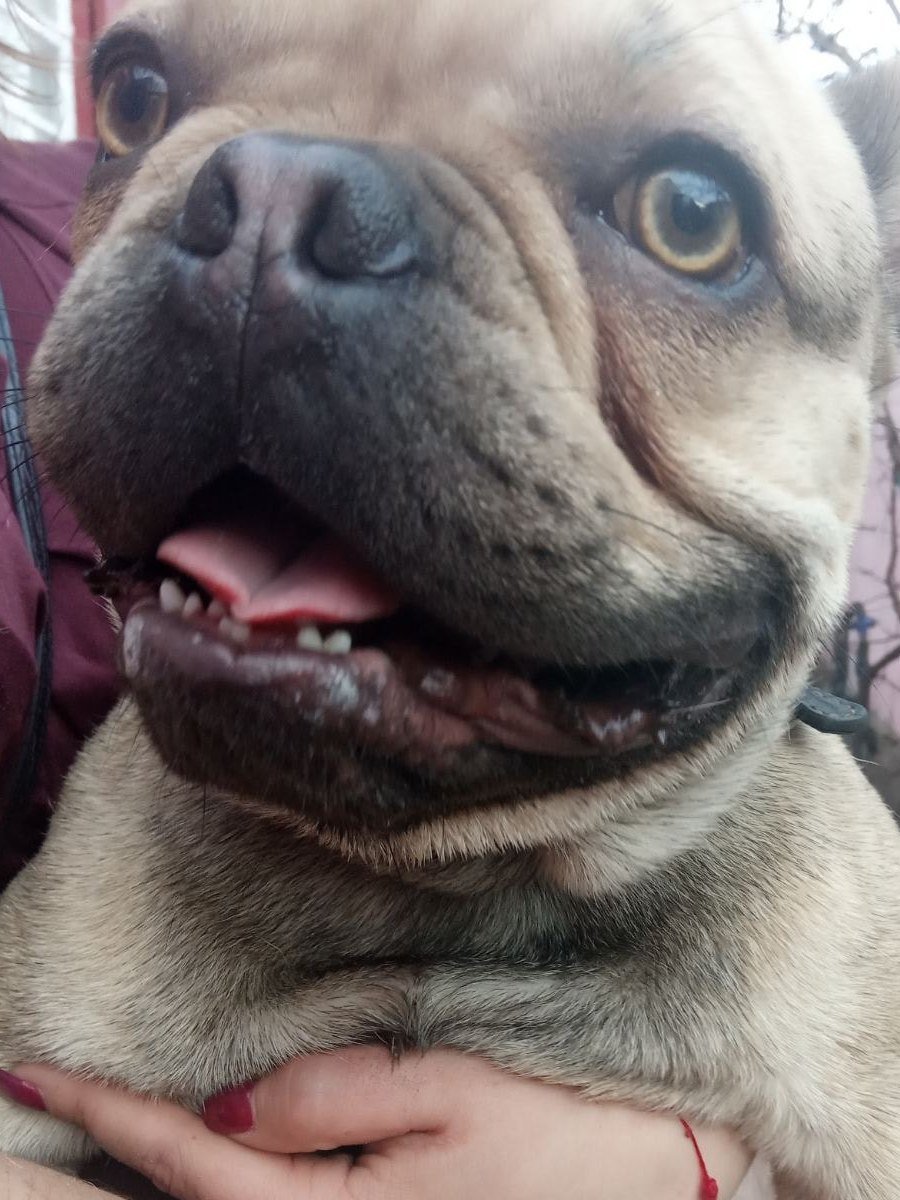 В Днепре пропали животные: помогите найти