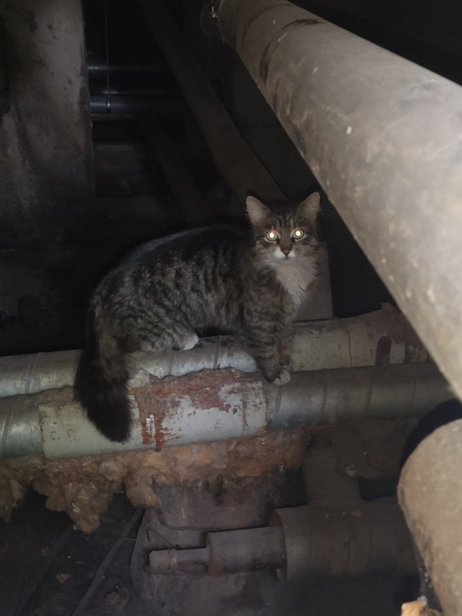 В Днепре пропали животные: помогите найти